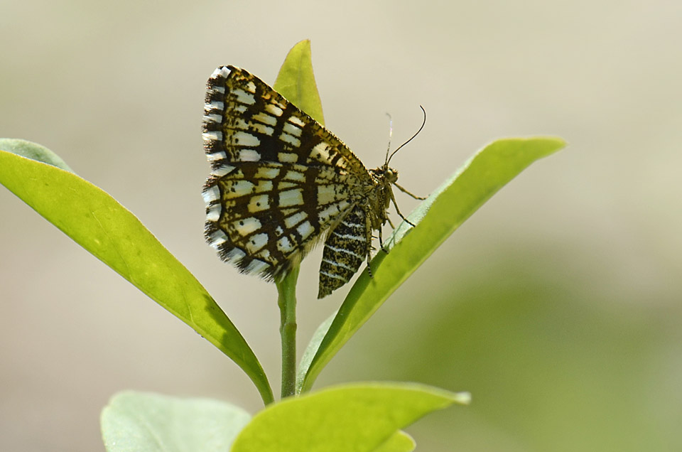 Chiasmia clathrata, dorata